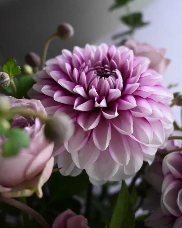【Thank you for your order】

秋の花が良い季節になってきました。
気温が下がると
花の締まりも良くなりシャキッとしていて
束ねる際も気持ちが良いです。

写真はご注文品の花束やブーケです。
秋田県産のダリアの質が良く
意図せずたくさん使っていますね。笑

ご注文は引き続き
お電話や公式LINE、オンラインショップから
ご予約頂けます。
お気軽にご相談ください。

￣￣￣￣￣￣￣￣￣￣￣￣￣￣

◎お休み
￣￣￣￣￣￣
10/13(日)14(祝月)15(火)

◎イベント
￣￣￣￣￣￣
▶︎10/7(月)、21(月)
季節の花の定期便

🅿︎▶10/25(金)26(土)
10:00-11:30
フラワーレッスン

◎ご注文受付・受渡し時間
￣￣￣￣￣￣￣￣￣￣￣￣￣￣
10:00-17:00 木曜定休

⚫︎ご注文品のお受渡し、🅿︎マークのイベントはパドゥドゥさんにてさせて頂きます。
住所：埼玉県さいたま市見沼区東大宮4-14-3

⚫︎ご注文・お問合せ方法
電話ｌ公式LINEｌオンラインショップ
@flowers.rustic

#ダリア
#花束
#花畑
#花栽培
#有機栽培
#無農薬栽培
#オーガニックフラワー
#organicflowers
#花のある暮らし
#植物のある暮らし
#見沼田んぼ
