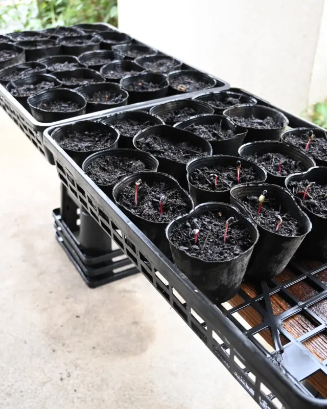【花畑通信】

秋の種まきシーズン。

作業場を借りてから
蒔いた種の発芽率が良くなり
育苗が格段に上手く行くようになりました。

写真は2週間前に蒔いた
黒いひまわりの種🌱
今はかいわれ大根くらいの丈です。

種まきと畝作りと手入れと
日々の業務と天候とで
植込みはいつできるのか？笑
種取りはもはや自然にお任せ...

諦めも肝心と自然に学びます。

＊ラスティックの隣の畑が空いています。
小規模家庭菜園向きです。
ご興味のある方は見学できます。
ご連絡下さい。

￣￣￣￣￣￣￣￣￣￣￣￣￣￣

◎お休み
￣￣￣￣￣￣
10/13(日)14(祝月)15(火)

◎イベント
￣￣￣￣￣￣
▶︎10/7(月)、21(月)
季節の花の定期便

🅿︎▶10/25(金)26(土)
10:00-11:30
フラワーレッスン

◎ご注文受付・受渡し時間
￣￣￣￣￣￣￣￣￣￣￣￣￣￣
10:00-17:00 木曜定休

⚫︎ご注文品のお受渡し、🅿︎マークのイベントはパドゥドゥさんにてさせて頂きます。
住所：埼玉県さいたま市見沼区東大宮4-14-3

⚫︎ご注文・お問合せ方法
電話ｌ公式LINEｌオンラインショップ
@flowers.rustic

#秋蒔き
#種まき
#花畑
#花栽培
#有機栽培
#無農薬栽培
#オーガニックフラワー
#organicflowers
#花のある暮らし
#植物のある暮らし
#見沼田んぼ