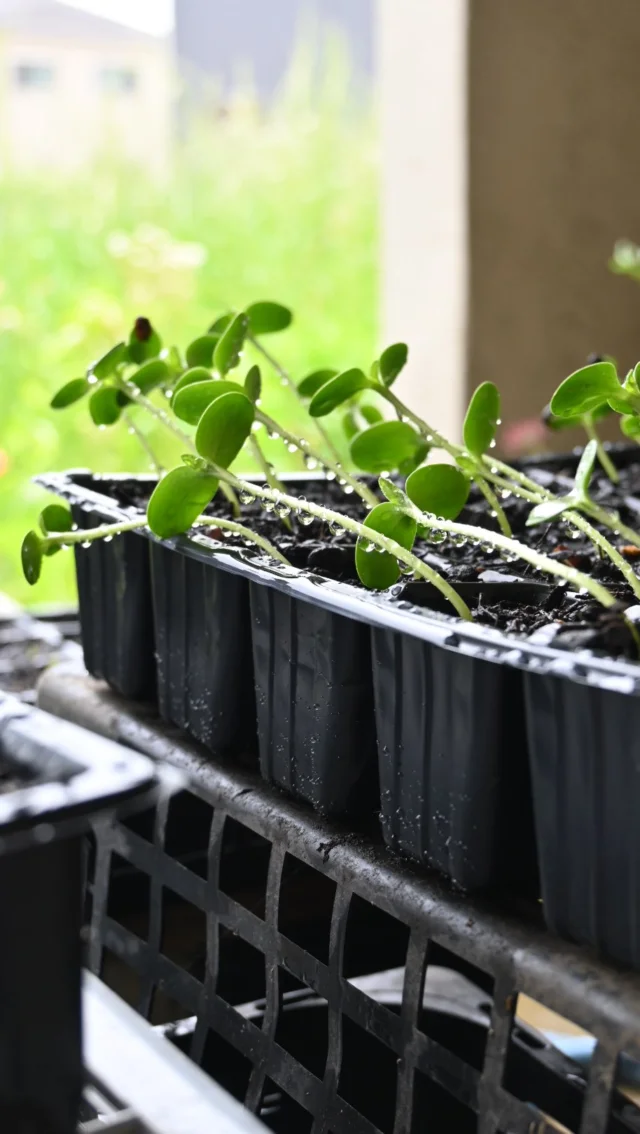 久しぶりの投稿になってしまいましたが
花栽培のシーズン到来で
畑と作業場を往復する日々です。

種を蒔けばすぐに芽が出る季節。
一年草、宿根多年草、球根類と
植える場所も同時に考えながらで
頭の中が忙しないですが、

ボランティアさん方に支えてもらいながら
気が付けば数え切れないくらいの
植物の数が根付く花畑となりました🌱

これから少しお披露目していきます。

￣￣￣￣￣￣￣￣￣￣￣￣￣￣

◎イベント
￣￣￣￣￣￣

▶︎6/2(月)、16(月)
季節の花の定期便
＊不定期便は随時お知らせ

◎ご注文受付・受渡し時間
￣￣￣￣￣￣￣￣￣￣￣￣￣￣
10:00-17:00 木曜定休

⚫︎ご注文品のお受渡しはパドゥドゥさんにてさせて頂きます。
住所：埼玉県さいたま市見沼区東大宮4-14-3

⚫︎ご注文・お問合せ方法
電話ｌ公式LINEｌオンラインショップ
@flowers.rustic

#花畑
#花栽培
#有機栽培
#無農薬栽培
#オーガニックフラワー
#organicflowers
#花のある暮らし
#植物のある暮らし
#見沼田んぼ