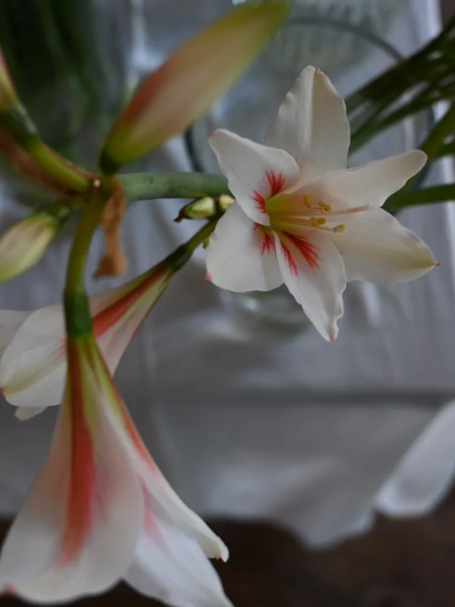 【季節の花の定期便の歴史】

季節の花の定期便は
2018年の店舗を開業した年から始まりました。

始めた頃からのお客様も今も継続して下さっていて
長い方だとかれこれ7年以上使って下さり
ありがたい事だなと思い返していました。

当時は東大宮近隣への配達だけでしたが、
今ではさいたま市内外や都内にもお届け先が広がり
日時や頻度も柔軟対応しています。

続けて下さる方は、お花は特別な時だけでなく、
日常にあって、お水を替えたりお手入れをしたり
その時間も大切にして下さっているのかな、
と勝手ながら想像をしています。

これからの季節はお水が濁りやすくなりますが、
毎朝のルーティンの中にサッと水替えをすることを
組み込むとお手入れが楽になります♪

お花を日常に取り入れることは
気持ちもその空間も『整える時間』。

季節の花の定期便はその一助になると嬉しいです。
お申込みはオンラインショップまたは公式LINEからお問合せください！

￣￣￣￣￣￣￣￣￣￣￣￣￣￣
◎イベント
￣￣￣￣￣￣
▶︎6/2(月)、16(月)
季節の花の定期便
＊不定期便は随時お知らせ

◎ご注文受付・受渡し時間
￣￣￣￣￣￣￣￣￣￣￣￣￣￣
10:00-17:00 木曜定休

⚫︎お花の引渡しはさいたま市見沼区内
東大宮駅東口徒歩20分

⚫︎ご注文・お問合せ方法
電話ｌ公式LINEｌオンラインショップ
@flowers.rustic

#季節の花の定期便
#花畑
#花栽培
#有機栽培
#無農薬栽培
#オーガニックフラワー
#organicflowers
#花のある暮らし
#植物のある暮らし
#見沼田んぼ