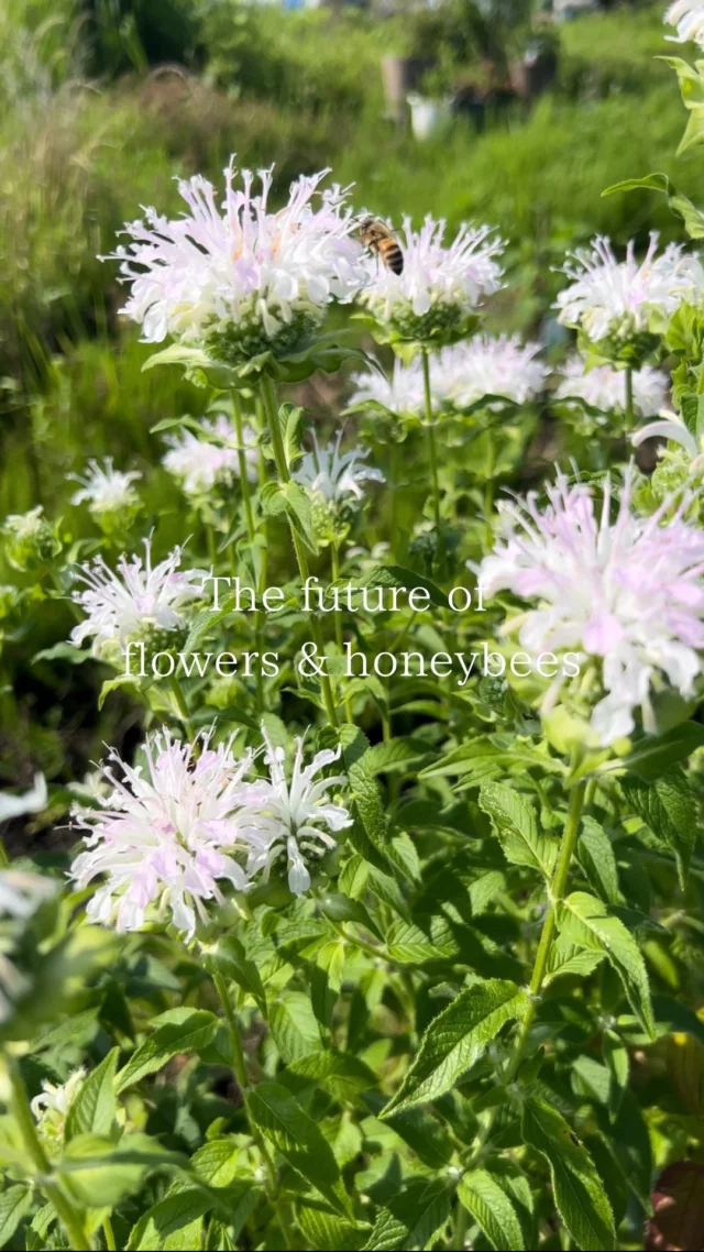 ラスティックの花畑に約2年前に植えた
一株の白いモナルダが今年ようやく花を咲かせました。

春のつぼみの段階では
アブラムシが付いてしまい花芽が付かないかも？
と思いましたが、そこからできることもないので
自然に任せて見守りました。

しばらくて気が付けば、跡形もなくなくなり
きれいな白い花が咲いていました。

そこからはミツバチがたくさんやってきました🐝
別名ビーバームといい
蜜が多いモナルダは彼らの蜜源となります。

ハーブに属すため、
花摘みする時、束ねて包む時、水換えするたびに
手のひらに残る特有の爽やかな香りに癒されます🌿

今ならオンラインショップから
オーガニックハーブのブーケを選択いただくと
モナルダ入りのブーケが届きます。

ミツバチも大好きな花
ぜひお試しください！

￣￣￣￣￣￣￣￣￣￣￣￣￣￣
◎スケジュール
￣￣￣￣￣￣￣￣￣
▶︎7/7(月)、21(祝月)
季節の花の定期便
＊不定期便は随時ストーリーズにてお知らせします。

◎ご注文受付・受渡し時間
￣￣￣￣￣￣￣￣￣￣￣￣￣￣
10:00-17:00 木曜定休

⚫︎お花の引渡しはさいたま市見沼区内
詳細はお問合せ下さい。
東大宮駅東口徒歩20分/🅿︎無し

⚫︎ご注文・お問合せ方法
電話ｌ公式LINEｌオンラインショップ
@flowers.rustic

#モナルダ
#季節の花の定期便
#無店舗花屋
#さいたま市見沼区
#花栽培
#有機栽培
#無農薬栽培
#オーガニックフラワー
#organicflowers
#花のある暮らし
#植物のある暮らし
#花畑
#見沼田んぼ