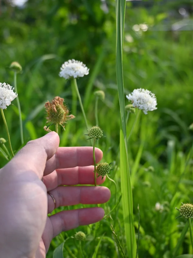 【花畑通信】

今年のラスティックの花畑では
スカビオサを種から育てて咲かせることができました！

スカビオサはひとつの茎からたくさん枝分かれして成長します。
花が咲き次第カットして行き
数日経つとさらに次から次へと小さな花が咲いて来ます。

わき枝の小さなつぼみをカットして行くと
一輪の大きな花を咲かせることができます。

花が咲き終わり、
花びらが自然と枯れて抜け落ちると同時に
萼-ガク-の部分が大きく膨らみ
ねぎ坊主のような種が作られます。

そしてまた来年へと受け継がれて行きます。
こうして種から種までの過程を見て行くと
花でいる期間はとても短く儚いなぁとつくづく思います。

今の季節、切花は茎が痛みやすいですが
毎朝顔を洗うように
お花のお手入れもする時間を作ってあげて下さいね🌿

￣￣￣￣￣￣￣￣￣￣￣￣￣￣
◎スケジュール
￣￣￣￣￣￣￣￣￣
▶︎7/7(月)、21(祝月)
季節の花の定期便
＊不定期便は随時ストーリーズにてお知らせします。

◎ご注文受付・受渡し時間
￣￣￣￣￣￣￣￣￣￣￣￣￣￣
10:00-17:00 木曜定休　

⚫︎お花の引渡しはさいたま市見沼区内
詳細はお問合せ下さい。
東大宮駅東口徒歩20分/🅿︎無し

⚫︎ご注文・お問合せ方法
電話ｌ公式LINEｌオンラインショップ
@flowers.rustic

#スカビオサ
#季節の花の定期便
#無店舗花屋
#さいたま市見沼区
#花栽培
#有機栽培
#無農薬栽培
#オーガニックフラワー
#organicflowers
#花のある暮らし
#植物のある暮らし
#花畑
#見沼田んぼ