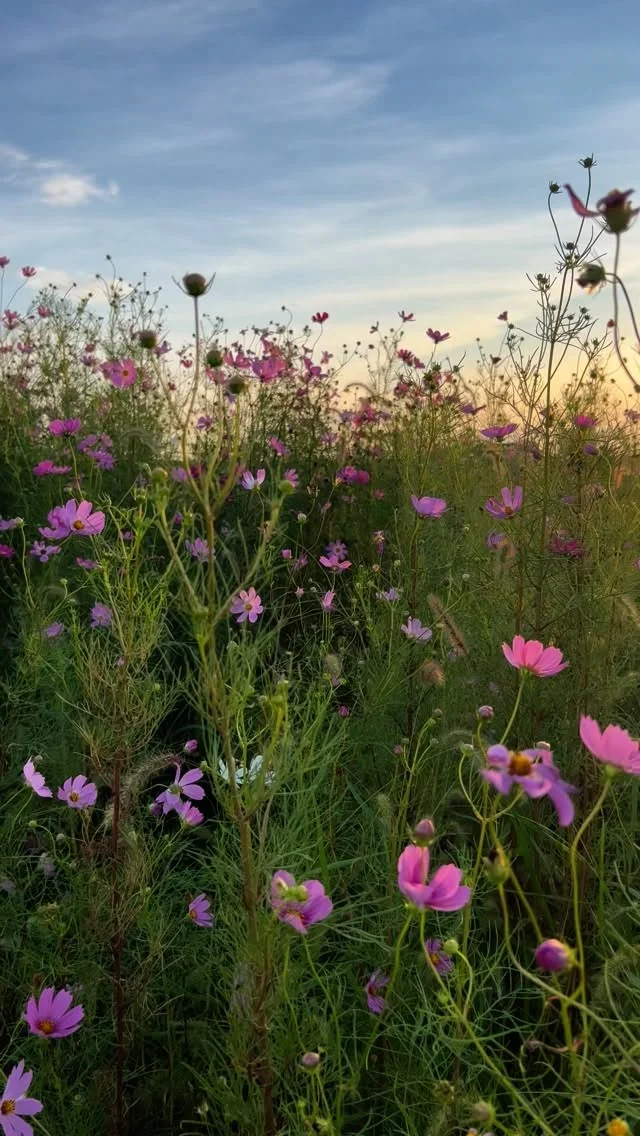 【摘みたてコスモス販売のご案内】

花畑では少し早めにコスモスが咲き出しました🌸

ラスティックでは使いきれない量のため
急きょにはなりますが、

一般のお客様と近隣のお花屋さんにも
ぜひ使って頂きたいと思います！

花畑直送で摘みたてをお届けできます。
また栽培を始めてから2年以上
農薬等を使わずに栽培をしています。

コスモスは足が早いため
なるべくつぼみを入れてお届けします✂︎

ぜひお試しください😊
(動画は昨年の10月上旬のものです)

＿＿＿＿＿＿＿＿＿＿＿＿＿＿

▶︎受付期間
第一弾9/25(木)までのお申込みで
9/27(土)までのお引渡し

これ以降は咲き具合により再度お知らせします。

▶︎価格
＜一般のお客様＞
20本：税込2,000円
10本：税込1,100円
5本：税込600円

＜お花屋さんまたはお仕事で使われる方＞
上記より少しおまけできます◎

▶︎お引渡し方法
①花畑：見沼区中川
②作業場：見沼区堀崎町
③配達：さいたま市内/配達料一律1,100円

地方配送もご相談ください。

▶︎お支払い方法
現金、PayPay

▶︎その他
長さは50-60cm
ご自宅用の簡易方法でのお渡しです。
ギフト用の方は別途有料にてラッピングいたします。

お花の色味は、
ピンク、ボルドー、白、バイカラーがあります。
ご希望があれば優先いたします。

▶︎お申込み方法
DM、公式LINE
お名前/お引渡し日時/本数/お引渡し場所/色味のご希望
上記をメッセージにてご連絡ください。

ご注文お待ちしています😊

＿＿＿＿＿＿＿＿＿＿＿＿＿＿＿＿＿＿＿＿＿

◎スケジュール
￣￣￣￣￣￣￣￣￣￣￣￣￣￣
▶︎10/4(土)5(日)10:00-17:00
POPUPSHOP FLOWERSTAND
生花販売会

▶︎10/6(月)
お月見

▶︎10/6(月)、20(月)
季節の花の定期便
＊不定期便は随時ストーリーズにてお知らせします。

◎ご注文受付・受渡し時間
￣￣￣￣￣￣￣￣￣￣￣￣￣￣
10:00-17:00 木曜定休　

⚫︎お花の引渡しはさいたま市見沼区内
詳細はお問合せ下さい。
東大宮駅東口徒歩20分/🅿︎無し

⚫︎定期便・花束等のご注文・お問合せ方法
電話ｌ公式LINEｌオンラインショップ
@flowers.rustic

#popupshop 
#flowerstand 
#季節の花の定期便
#無店舗花屋
#さいたま市見沼区
#花栽培
#有機栽培
#無農薬栽培
#オーガニックフラワー
#organicflowers
#花のある暮らし
#植物のある暮らし
#花畑
#見沼田んぼ