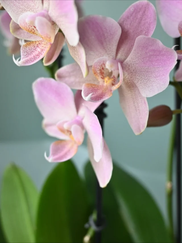 昨年POPUP SHOPやレッスン会場として
お世話になったパドゥドゥさんが
約3ヶ月の準備期間を経て
本日リニューアルオープンされました！

@pasdedeux_official 

オープンに伴い
入口正面のドウダンツツジの枝をご注文いただき
納品させて頂きました。

こうやってまたセレクトした植物を使ってもらえること
嬉しく思います。

洗練された店内とお菓子たち。
ぜひこの週末覗いてみてください！

胡蝶蘭はお祝いに♡

＿＿＿＿＿＿＿＿＿＿＿＿＿＿＿＿＿＿＿＿＿

◎スケジュール
￣￣￣￣￣￣￣￣￣￣￣￣￣￣

▶︎10/29(水)10:00-11:30
フラワーレッスン

▶︎11/3(祝月)、17(月)
季節の花の定期便
＊不定期便は随時ストーリーズにてお知らせします。

▶︎10/14(金)15(土)10:00-17:00
POPUP SHOP FLOWER STAND
生花販売会

◎ご注文受付・受渡し時間
￣￣￣￣￣￣￣￣￣￣￣￣￣￣
10:00-17:00 木曜定休　

⚫︎お花の引渡しはさいたま市見沼区内
詳細はお問合せ下さい。
東大宮駅東口徒歩20分/🅿︎無し

⚫︎定期便・花束等のご注文・お問合せ方法
電話ｌ公式LINEｌオンラインショップ
@flowers.rustic

#無店舗花屋
#さいたま市見沼区
#花栽培
#有機栽培
#無農薬栽培
#オーガニックフラワー
#organicflowers
#花のある暮らし
#植物のある暮らし
#花畑
#見沼田んぼ