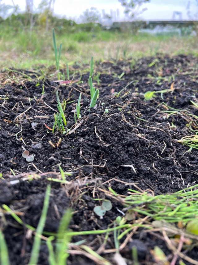 【花畑通信】

朝晩すっかり寒くなりました。
花畑のシーズンも終わりを迎えようとしています。

これから冬にかけて地上部では
見た目の変化が少ない時期ですが、

土の中ではすでに春が始まっていました🌱

スイセンの芽がにょきにょきと
顔を出し始めました。

一年前に植えたものが、
分球といって
一つの球根から子株が増えて
こうして毎年株が大きくなっていきます。

最後の写真はフリージアの球根。
初めて植えてみます。

球根コーナー
咲くのは2月以降のお楽しみです！

＿＿＿＿＿＿＿＿＿＿＿＿＿＿＿＿＿＿＿＿＿

◎スケジュール
￣￣￣￣￣￣￣￣￣￣￣￣￣￣

▶︎10/4(土)5(日)10:00-17:00
POPUPSHOP FLOWERSTAND
生花販売会

▶︎10/6(月)
お月見

▶︎10/6(月)、20(月)
季節の花の定期便
＊不定期便は随時ストーリーズにてお知らせします。

▶︎10/29(水)10:00-11:30
フラワーレッスン

◎ご注文受付・受渡し時間
￣￣￣￣￣￣￣￣￣￣￣￣￣￣
10:00-17:00 木曜定休　

⚫︎お花の引渡しはさいたま市見沼区内
詳細はお問合せ下さい。
東大宮駅東口徒歩20分/🅿︎無し

⚫︎定期便・花束等のご注文・お問合せ方法
電話ｌ公式LINEｌオンラインショップ
@flowers.rustic

#無店舗花屋
#さいたま市見沼区
#花栽培
#有機栽培
#無農薬栽培
#オーガニックフラワー
#organicflowers
#花のある暮らし
#植物のある暮らし
#花畑
#見沼田んぼ