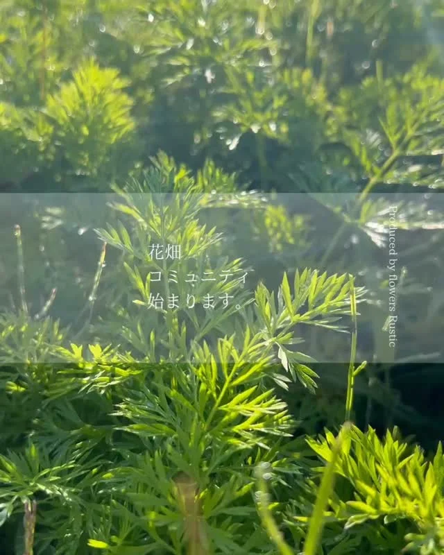 【花畑コミュニティ始まります】

花づくりを始めて3年目。

今年になって花畑の見学や
ボランティアに来てくださる方が増えてきました。
ありがとうございます✨

元々は、売れ残ってしまう苗物を植えて
育てる場所を求めて借りた畑ですが、

土づくりや種や苗選び
市場では出回らない花や植物との出会いを通じて
学びがたくさんあり
それをこつこつと発信し続けて来ました。

そこから、自然とのつながりを求めて来てくださったり
花畑への憧れを感じて来てくださることは
当時は全く想像もしていませんでしたが

花畑に来てくださる方のお声と
ラスティックがこれからやって行きたい事を

『それならみんなで一緒に作り上げよう！』

と思い
サブスク型のコミュニティを立ち上げることにしました。

コミュニティでは、
花づくりから販売、それらに関わる企画を通じて
新しい体験をみなさんと共有できたらと思っています。

♠︎花畑やお花の栽培に憧れや関心のある方
♠︎栽培から販売まで携わってみたい方
♠︎もっと自然と触れ合う時間を作りたい方
♠︎好きなことが同じ方との交流を広げたい方
♠︎新しい年に新しいことにチャレンジしてみたい方

などなど、
栽培だけでも販売だけでもなく
一貫して体験できて
その先にいるお客様に喜んでもらえることを
一緒に探求できる方は
ぜひ一度花畑の見学にいらしてください！

コミュニティのご案内もお問合せだけでも大丈夫です。
まずはお話しさせて頂ければと思います◎

活動のスタートは年明けからで
お申込みは12月からを予定しています。

花畑見学・お問合せは公式LINEからお気軽にご連絡ください🍁
→ @flowers.rustic