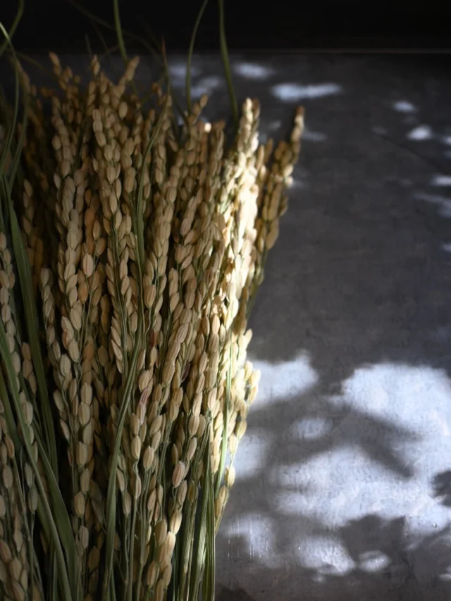 【お正月飾りご予約受付中】

今年もお正月飾りの販売がスタートしています。

毎年、一年の最後の手仕事として
生の花材を使い一つ一つ製作しています。

そのためお引渡しは26(金)からとさせて頂いています。
地方配送も可能です。

ご注文はオンラインショップから承っております。
本日までですがオンラインショップからクーポンがでています。

クーポンコード『2512base』
こちらを決済画面で入力すると15%オフになります。
ぜひご活用ください！

＿＿＿＿＿＿＿＿＿＿＿＿＿＿＿＿＿＿＿＿＿

◎スケジュール
￣￣￣￣￣￣￣￣￣￣￣￣￣￣
▶︎12/26(金)
お正月飾り引渡し開始

▶︎12/31(水)
年内最終営業日

▶︎1/1(木)-4(日)
お休み

▶1/5(月)、19(月)
季節の花の定期便

◎ご注文受付・受渡し時間
￣￣￣￣￣￣￣￣￣￣￣￣￣￣
10:00-17:00 木曜定休　

⚫︎お花の引渡しはさいたま市見沼区内
詳細はお問合せ下さい。
東大宮駅東口徒歩20分/🅿︎無し

⚫︎定期便・花束等のご注文・お問合せ方法
電話ｌ公式LINEｌオンラインショップ
@flowers.rustic

#無店舗花屋
#さいたま市見沼区
#花栽培
#花畑
#見沼田んぼ