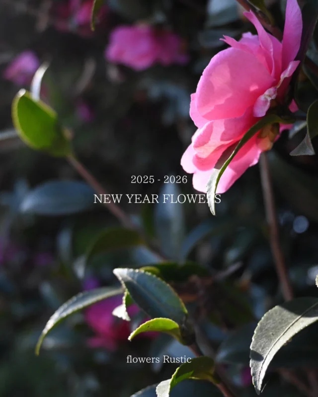 【お正月花材ご予約受付中】

オンラインショップに
お正月用花材とアレンジメントを追加しました。

12/26(金)に入荷の新しい花で作成次第
随時お引渡しいたします。

ご希望に応じてのオーダーも
地方配送も可能です◎

ご注文はお電話や公式LINEでも承ります。
新鮮な花で新しい年をお迎えください✨

＿＿＿＿＿＿＿＿＿＿＿＿＿＿＿＿＿＿＿＿＿

◎スケジュール
￣￣￣￣￣￣￣￣￣￣￣￣￣￣
▶︎12/26(金)
お正月飾り引渡し開始

▶︎12/31(水)
年内最終営業日

▶︎1/1(木)-4(日)
お休み

▶1/5(月)、19(月)
季節の花の定期便

◎ご注文受付・受渡し時間
￣￣￣￣￣￣￣￣￣￣￣￣￣￣
10:00-17:00 木曜定休　

⚫︎お花の引渡しはさいたま市見沼区内
詳細はお問合せ下さい。
東大宮駅東口徒歩20分/🅿︎無し

⚫︎定期便・花束等のご注文・お問合せ方法
電話ｌ公式LINEｌオンラインショップ
@flowers.rustic

#無店舗花屋
#さいたま市見沼区
#花栽培
#花畑
#見沼田んぼ