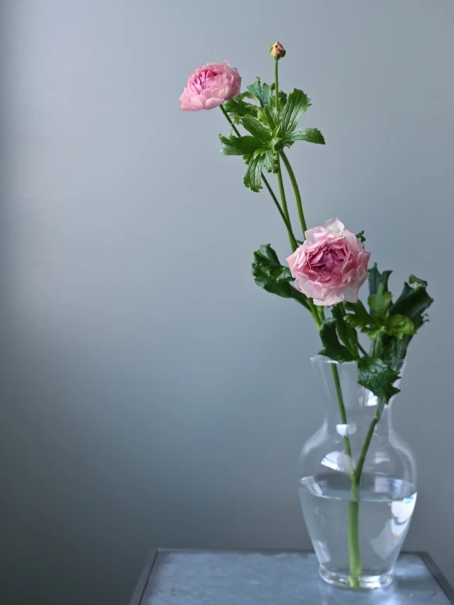 今朝は今年初めての市場
初市でした。

いつもの事ですが
新しいお花が並ぶ市場は気持ちが良いです。

その中でもとびきり可愛いラナンキュラスを
初仕入しました。

ラックスというシリーズの品種で
通常のラナンキュラスよりも丈が長く
花びらがひらひらとしているのが特徴です。

特にこの八重咲きは珍しく
葉も新鮮な葉物野菜のようにシャキシャキです。
繊細なように見えてしっかり日持ちします。

千葉県産
ラナンキュラス
ラックスヘラ

2本だけご用意できますので
試してみたい方は公式LINEへご連絡ください。

＿＿＿＿＿＿＿＿＿＿＿＿＿＿＿＿＿＿＿＿＿

◎スケジュール
￣￣￣￣￣￣￣￣￣￣￣￣￣￣
▶︎1/1(木)-4(日)
お休み

▶︎1/5(月)
初市

▶1/5(月)、19(月)
季節の花の定期便

▶︎1/7(水)
松飾を外す日

▶︎1/23(金)24(土)10:00-17:00
POPUPSHOP FLOWERSTAND
生花販売会

◎ご注文受付・受渡し時間
￣￣￣￣￣￣￣￣￣￣￣￣￣￣
10:00-17:00 木曜定休　

⚫︎お花の引渡しはさいたま市見沼区内
詳細はお問合せ下さい。
東大宮駅東口徒歩20分/🅿︎無し

⚫︎定期便・花束等のご注文・お問合せ方法
電話ｌ公式LINEｌオンラインショップ
@flowers.rustic

#無店舗花屋
#さいたま市見沼区
#花栽培
#花畑
#見沼田んぼ