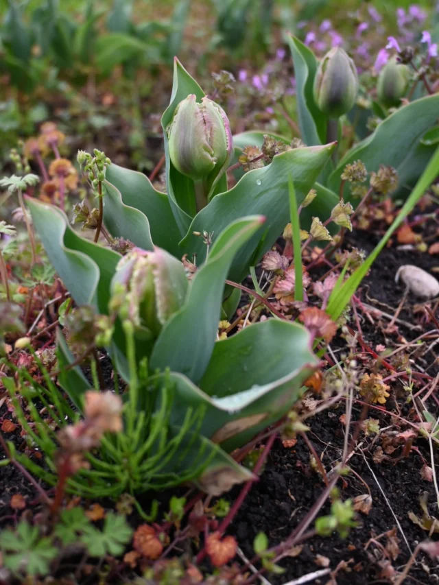 【花畑見学会のご案内】

年末にお知らせしました(📌留めしてあります)
花畑コミュニティに関心を持っていただき
ありがとうございます。

興味はあるけどまだ花畑に来たことがない方は
一度見学しに来ませんか？

寒い時期ですがあと2ヶ月もすると
カラスノエンドウや菜の花などの
春の植物がもりもりと緑々しくなって来るくらい
土の下では活動が始まっています🌱

そんな驚きの変化を感じられるのは今時期だけの特権。

あと、もぐらってこんなにたくさんいるんだ、
と非日常の体験も味わっていただけて
初めての方には様々な発見や気付きがあると思います。

良かったらご参加お待ちしています。

＿＿＿＿＿＿＿＿＿＿＿＿＿＿＿＿＿＿＿＿＿

【花畑見学会】

⚫︎開催日/11:00 or 14:00
①1/10(土)
②1/11(日)
③1/17(土)
④1/25(日)
⑤1/31(土)

平日は随時受付しています。
30分程度で見学とコミュニティのご案内をします。

⚫︎場所
見沼区中川
駐車スペース有り

お申込みは公式LINEへ
『花畑見学会希望』とメッセージください。
ご参加お待ちしています📩

＿＿＿＿＿＿＿＿＿＿＿＿＿＿＿＿＿＿＿＿＿

◎スケジュール
￣￣￣￣￣￣￣￣￣￣￣￣￣￣
▶︎1/1(木)-4(日)
お休み

▶︎1/5(月)
初市

▶1/5(月)、19(月)
季節の花の定期便

▶︎1/7(水)
松飾を外す日

▶︎1/23(金)24(土)10:00-17:00
POPUPSHOP FLOWERSTAND
生花販売会

◎ご注文受付・受渡し時間
￣￣￣￣￣￣￣￣￣￣￣￣￣￣
10:00-17:00 木曜定休　

⚫︎お花の引渡しはさいたま市見沼区内
詳細はお問合せ下さい。
東大宮駅東口徒歩20分/🅿︎無し

⚫︎定期便・花束等のご注文・お問合せ方法
電話ｌ公式LINEｌオンラインショップ
@flowers.rustic

#無店舗花屋
#さいたま市見沼区
#花栽培
#花畑
#見沼田んぼ
