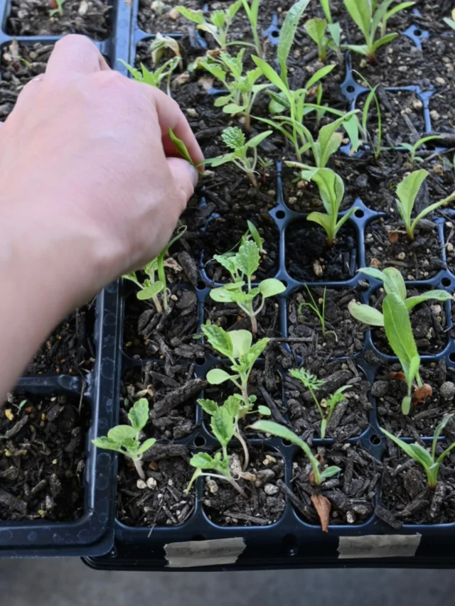 【花畑ボランティア・花畑コミュニティのご案内】

立春もすぎ来週からは気温が二桁に。
日中の配達の車の中は暑いくらいになってきました。

いつも春は繁忙期と重なり種まきが出遅れてしまうので
今年はミニビニールハウスも作り
ぼちぼち今季の種まきも始めようと思います。

ボランティアさん、コミュニティメンバーさん共に
種まきからご参加いただくことで
花の成長を一緒に見守り、花摘み、種取りまで
一貫して行うことによって
日常とは違った楽しさや達成感も感じていただけると思います。

ボランティアさんはご希望の日に
コミュニティメンバーさんは
活動日+αでのご参加も可能です！

コミュニティの詳細は一番初めの投稿にピン留めしてます📌
見学からお気軽にお問合せください。
ご参加お待ちしています🌱

＿＿＿＿＿＿＿＿＿＿＿＿＿＿＿＿＿＿＿＿＿

【2月スケジュール】

▶︎2/1(日).14(土)
季節の花の定期便

▶︎2/8(日)午前中 →2/22(日)午前中に変更
花畑コミュニティ作業日

▶︎2/20(金)21(土)10:00-17:00
POPUP SHOP FLOWER STAND
生花販売会

＿＿＿＿＿＿＿＿＿＿＿＿＿＿＿＿＿＿＿＿＿
◎ご注文受付・受渡し時間
￣￣￣￣￣￣￣￣￣￣￣￣￣￣
10:00-17:00 木曜定休　

⚫︎お花の引渡しはさいたま市見沼区内
詳細はお問合せ下さい。
東大宮駅東口徒歩20分/🅿︎無し

⚫︎定期便・花束等のご注文・お問合せ方法
電話ｌ公式LINEｌオンラインショップ
@flowers.rustic

#無店舗花屋
#さいたま市見沼区
#花栽培
#花畑
#見沼田んぼ