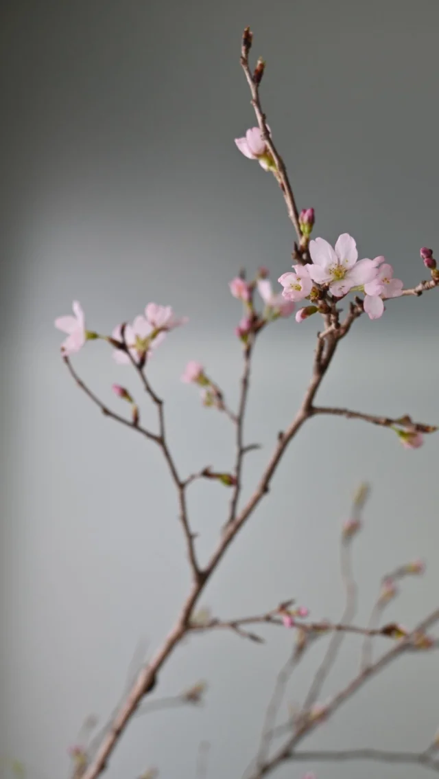 桜の枝入荷しました🌸
ご注文はお電話・公式LINEにてご連絡下さい。
(途中で音声が切れてしまいましたが桜のご案内だけ良かったらご覧下さい🙏)