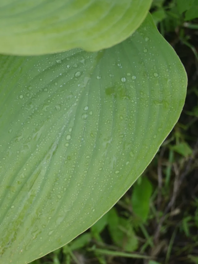 【花畑コミュニティのご案内】

花やハーブが咲き誇る季節になってきました🌿

ラスティックの花畑でも
多種多様な植物が生き生きととしてきました。

花畑を始める前は
こんなに広く開けた自然が
近くにあるとは知りませんでしたが、
通うようになってからは
あちこち散策をして
広い見沼田んぼを覚えていきました。
それでもまだ行ききれないほどです。

遠くの自然を求めて出かけるのも楽しいですが
日常にも自然を取り入れる最小単位に切り取ったものが
お花を飾ることだったり
観葉植物を育てることだと思います。
今の季節はガーデニングも一番良い季節ですね。

気軽に直接自然に触れ合いたい方は
月に一度から参加できる
ラスティックの花畑のボランティアやコミュニティもご用意しています。
今月は5/27(水)31(日)午前中開催です。

日々の忙しさも花畑に来ると
なぜかふわっと力が抜ける
そんな場所です。

周りでは田植えも始まり
お米ができるまでの過程も楽しめます🌾
こうやって季節をしっかりと感じられるのは
今の時代には貴重な体験かなと思います。

ここからは暑さと雑草との勝負ですが..
やっぱり花や植物が種から芽を出して
育っていく過程は楽しい時間です。

気軽に楽しみたい方は
見学からいつでもどうぞ。
公式LINEへご連絡ください。

→ @flowers.rustic 

📍花畑：さいたま市見沼区中川
🚃大宮駅からバスあり
🅿️あり/近くにコンビニあり