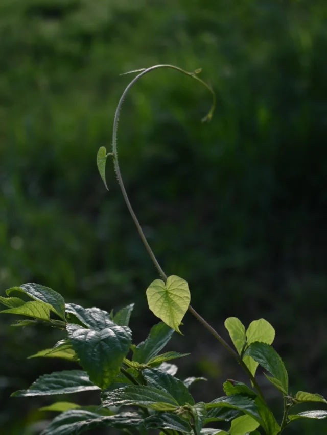 am5:00台の花畑

日が出ると蒸し蒸ししてしまうので
作業は早朝へと移行しました。

誰もいない静かな畑で没頭する草刈りは
まるで朝の瞑想のように無心になれます。

時々通り抜ける風は、すぅーっとまだ涼しく
作業中の癒しです🌿

そこから今日使う草花を摘み
配達に向かいます。

＿＿＿＿＿＿＿＿＿＿＿＿＿＿＿＿＿＿＿＿＿

【7月スケジュール】

▶︎7/20(祝月)
季節の花の定期便

▶︎7/26(日)早朝
花畑コミュニティ活動日

＿＿＿＿＿＿＿＿＿＿＿＿＿＿＿＿＿＿＿＿＿
◎ご注文受付・受渡し時間
￣￣￣￣￣￣￣￣￣￣￣￣￣￣
10:00-17:00 木曜定休　

⚫︎お花の引渡しはさいたま市見沼区内
詳細はお問合せ下さい。
東大宮駅東口徒歩20分/🅿︎無し

⚫︎定期便・花束等のご注文・お問合せ方法
電話ｌ公式LINEｌオンラインショップ
@flowers.rustic

#無店舗花屋
#さいたま市見沼区
#花栽培
#花畑
#見沼田んぼ