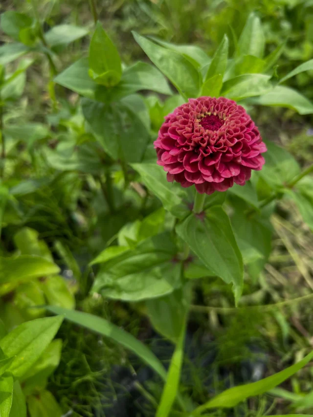 急に秋のような涼しさで
花畑ではここぞとばかりに
秋に向けた種まきを始めました。

今日はバジル3種、ニゲラ、クルメケイトウを。

露地栽培では11月になると霜がおりて
一気に傷んでしまうので
正味あと3ヶ月ほど。

この涼しいひと時を有効活用したいと思います。

ボランティアさんも随時受付しています。
お問合せは公式LINEからお願いします。

早朝はとても気持ちがいいですよ🌿

＿＿＿＿＿＿＿＿＿＿＿＿＿＿＿＿＿＿＿＿＿

【8月スケジュール】

▶︎8/3(月)17(月)
季節の花の定期便

▶︎8/13(木)-16(日)
お盆week

▶︎8/23(日)早朝
花畑コミュニティ活動日

＿＿＿＿＿＿＿＿＿＿＿＿＿＿＿＿＿＿＿＿＿
◎ご注文受付・受渡し時間
￣￣￣￣￣￣￣￣￣￣￣￣￣￣
10:00-17:00 木曜定休　

⚫︎お花の引渡しはさいたま市見沼区内
詳細はお問合せ下さい。
東大宮駅東口徒歩20分/🅿︎無し
現金or PayPay

⚫︎定期便・花束等のご注文・お問合せ方法
電話ｌ公式LINEｌオンラインショップ
@flowers.rustic

#無店舗花屋
#さいたま市見沼区
#花栽培
#花畑
#見沼田んぼ

ベロニカ ブルー(苗)

グラジオラス(球根)

ガイラルディア(種)

ジニア(種)