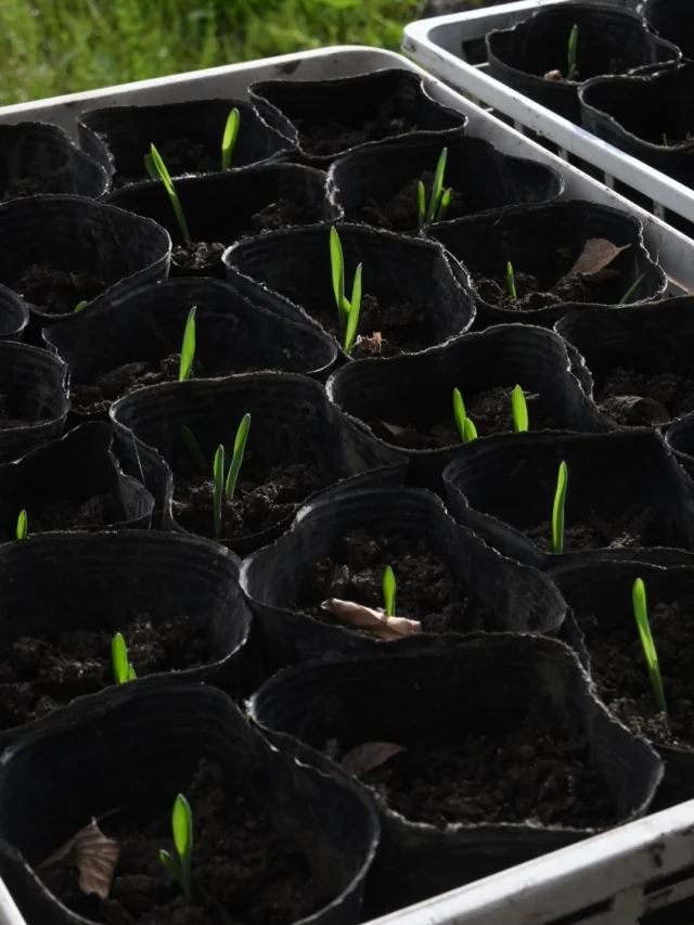 新しい畑で一番最初に
ボランティアさんが蒔いてくれた
麦の穂の種が芽吹きました🌱

この種も昨年ボランティアさんが蒔いてくれたものが
育ち種になったものを繋いでいけました。

芽吹いた時点でちょっとひと安心。

この冬を超えていけるように
見守って行きたいと思います。
＿＿＿＿＿＿＿＿＿＿＿＿＿＿＿＿＿＿＿＿＿

【11月スケジュール】

▶︎11/2(月)16(月)
季節の花の定期便

＿＿＿＿＿＿＿＿＿＿＿＿＿＿＿＿＿＿＿＿＿
◎ご注文受付・受渡し時間
￣￣￣￣￣￣￣￣￣￣￣￣￣￣
10:00-17:00 木曜定休　

⚫︎お花の引渡しはさいたま市見沼区内
詳細はお問合せ下さい。
東大宮駅東口徒歩20分/🅿︎無し
現金or PayPay

⚫︎定期便・花束等のご注文・お問合せ方法
電話ｌ公式LINEｌオンラインショップ
@flowers.rustic

#無店舗花屋
#さいたま市見沼区
#花栽培
#花畑
#見沼田んぼ